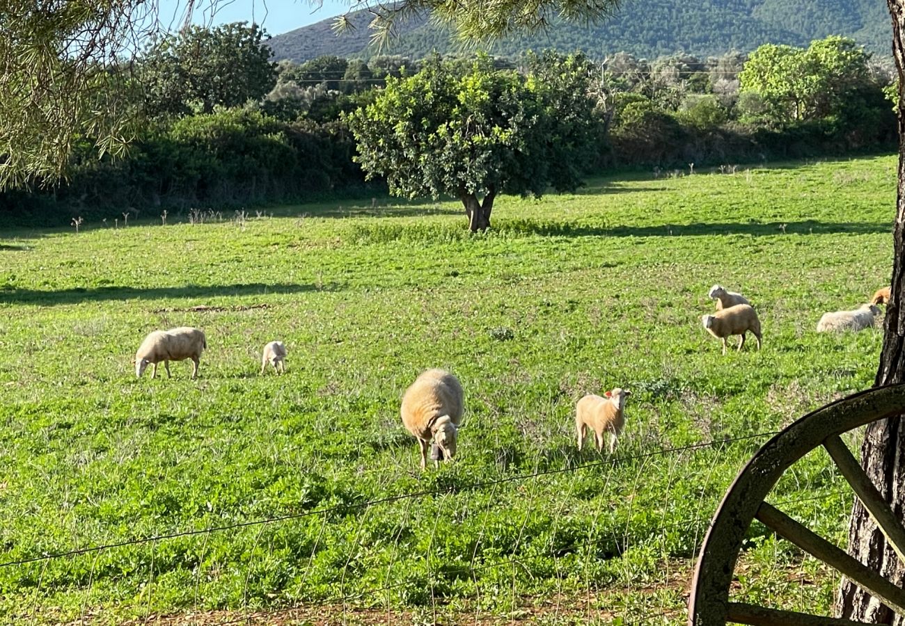 Finca en Porto Cristo - Can Moleta - Porto Cristo - Mallorca