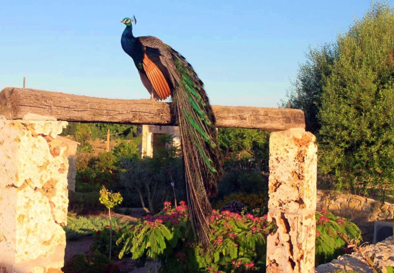 Finca en Maria de la salut - El Rincon de Maria