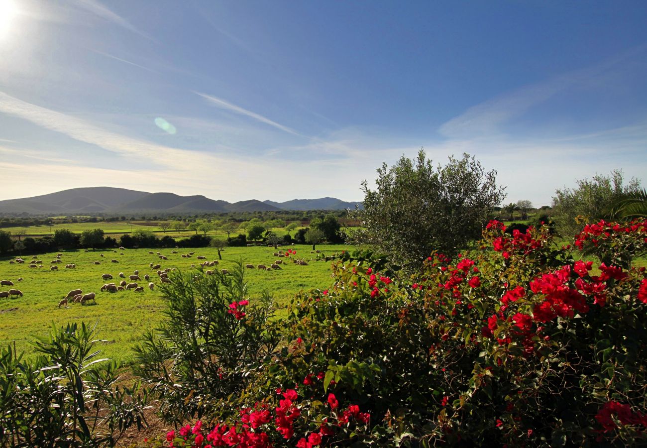 Country house in Porto Cristo - Finca Vista Alegre - Porto Cristo - Mallorca